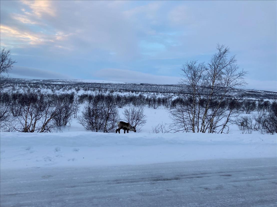 Bilde av reinsdyr som går langs veien, mot en vinterkledt vidde. 