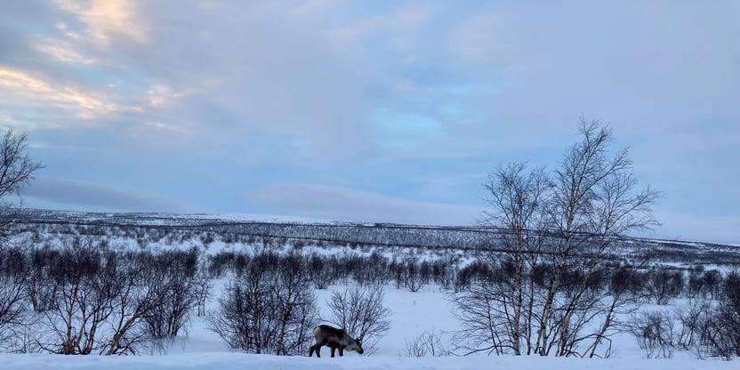 Bilde av reinsdyr som går langs veien, mot en vinterkledt vidde. 