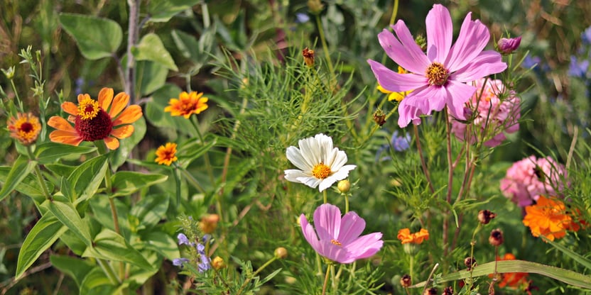 Blomsteren med rosa, hvite og oransje blomster. Foto