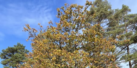 Bilde av høstfarger i et tre og blå himmel