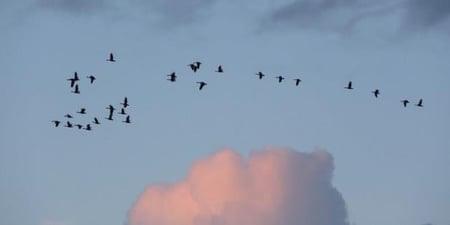 Gåsetrekk over himmelen mot en stor sky. Foto.